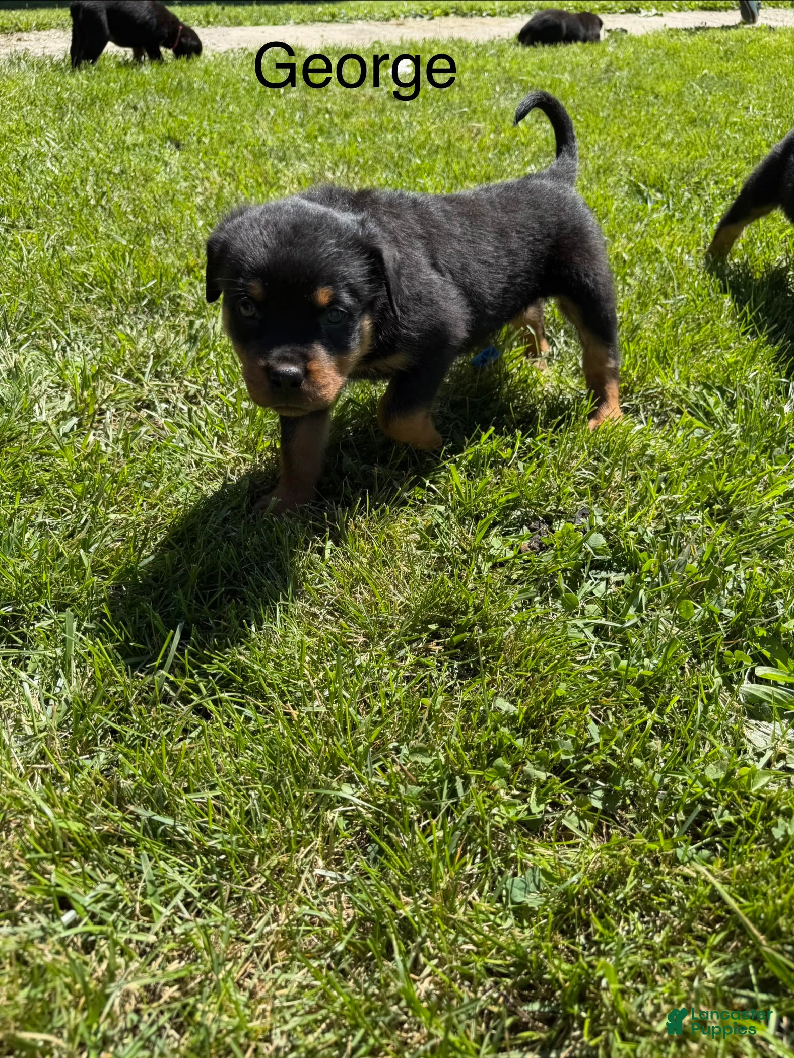 Rottweiler dogs George - Ad 22