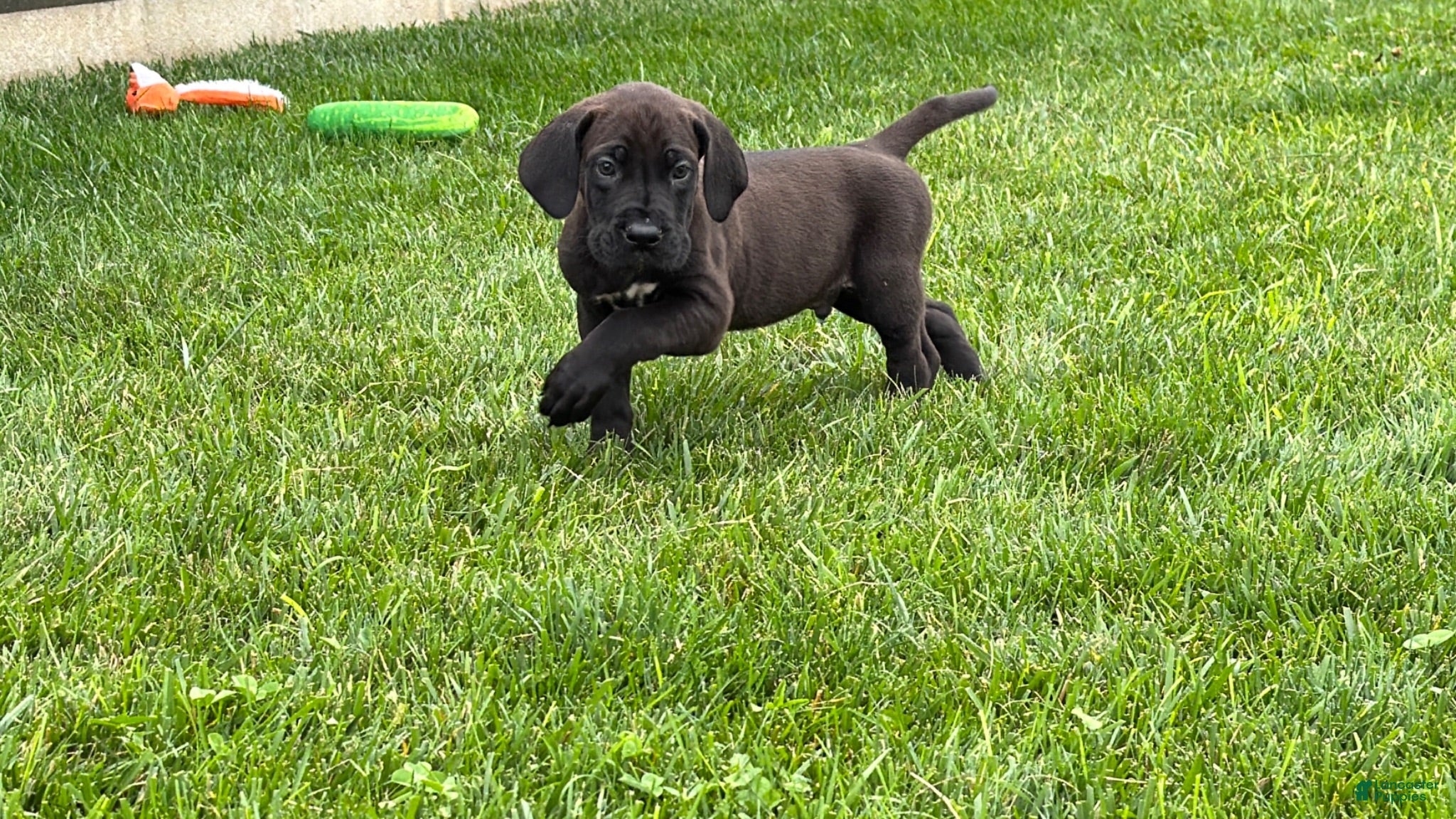 Great Dane dogs Muddy  - Ad 2