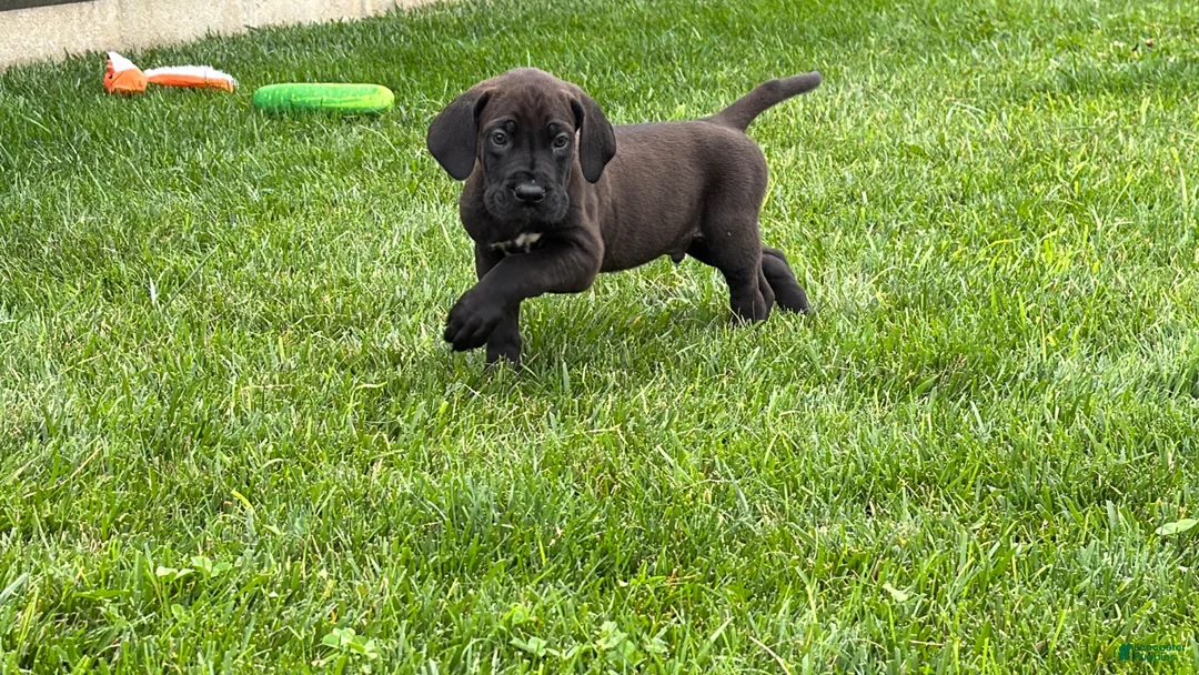 Great Dane dogs for sale: Muddy  - Ad 2