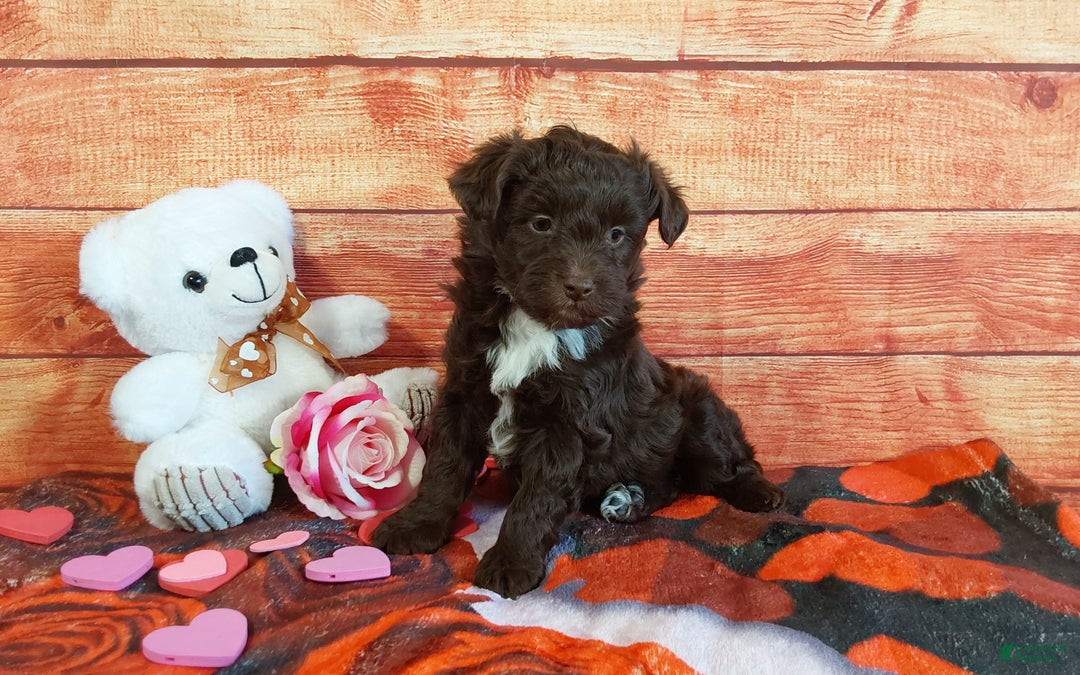Aussiedoodle dogs for sale: Aussiedoodle Puppy 3 - Ad 5