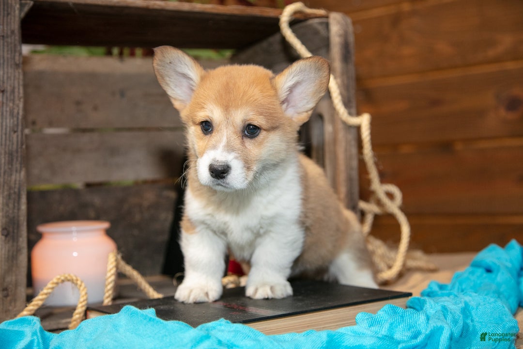 Welsh Corgi Pembroke dogs for sale: Elmer - Ad 3