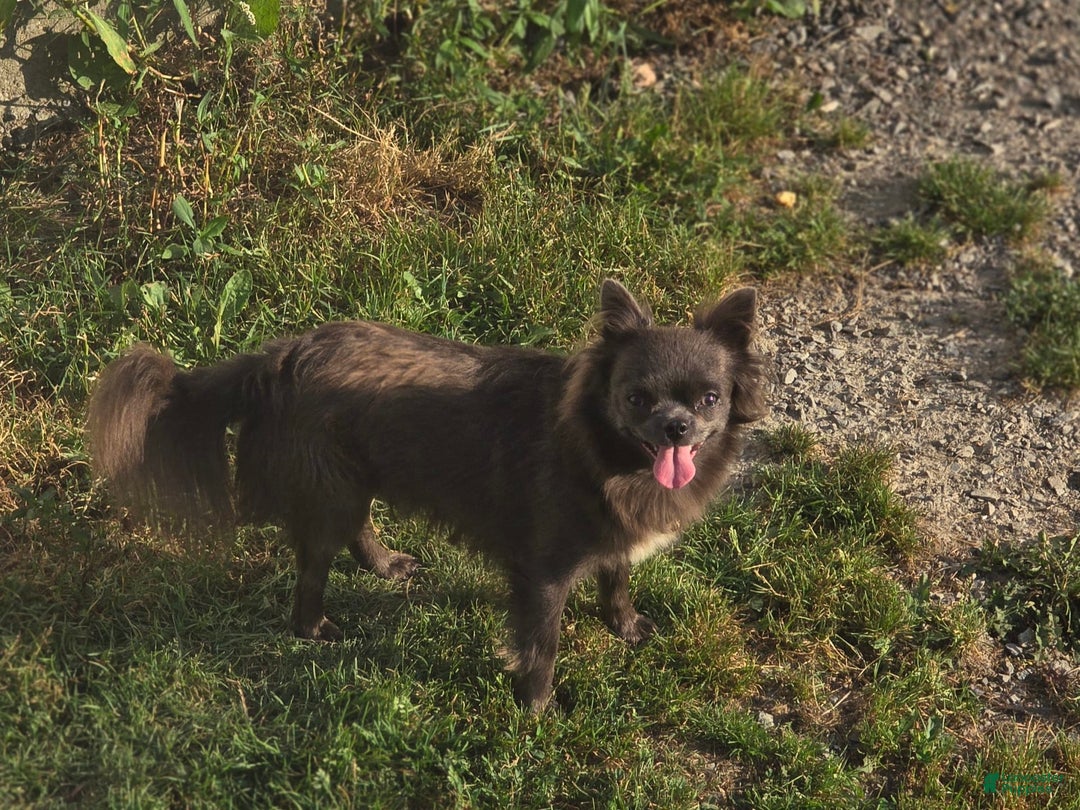 Chihuahua dogs for sale: Stitch - Ad 3