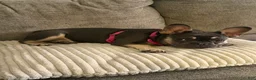 Frenchton dogs for sale: Bella - Ad 3