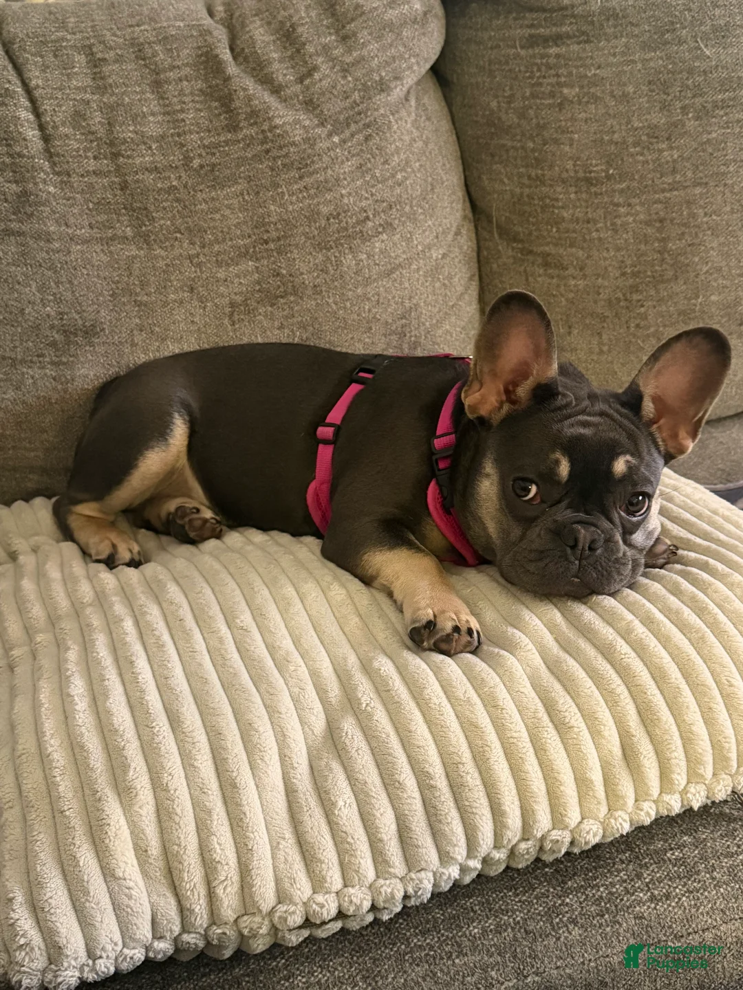 Frenchton dogs for sale: Bella - Ad 3