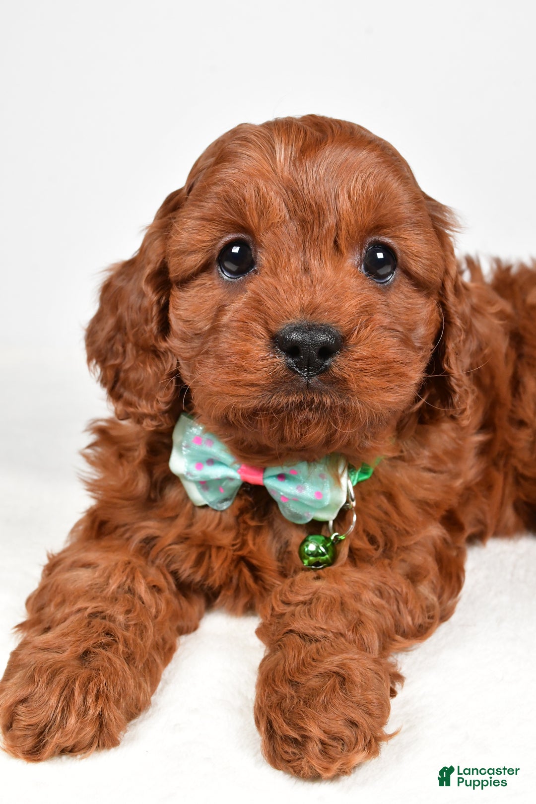 Cavapoo dogs for sale: Jet - Ad 3