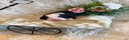 Bernese Mountain Dog dogs for sale: Dean - Ad 7