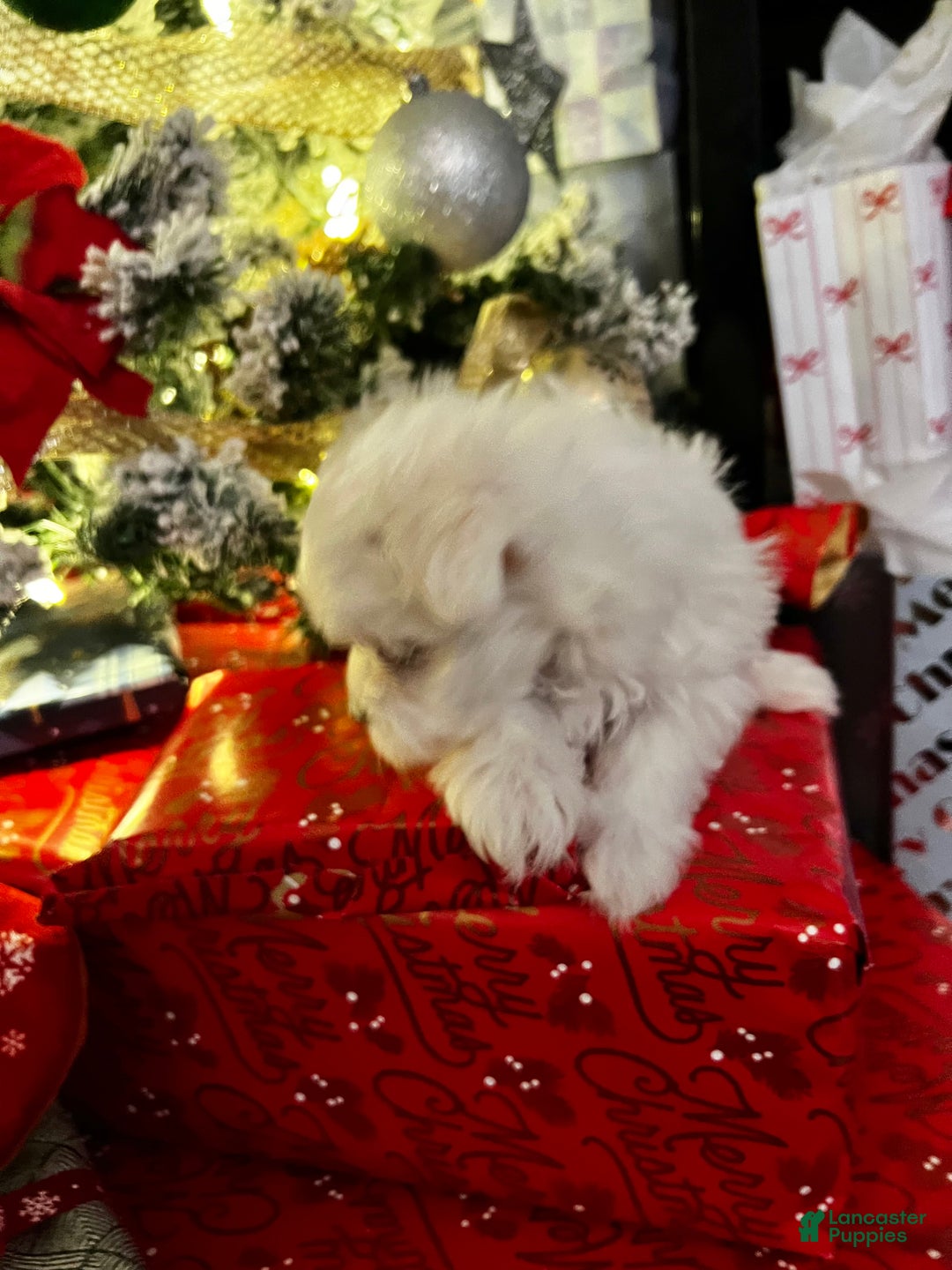 Maltese dogs for sale: Peppermint - Ad 8