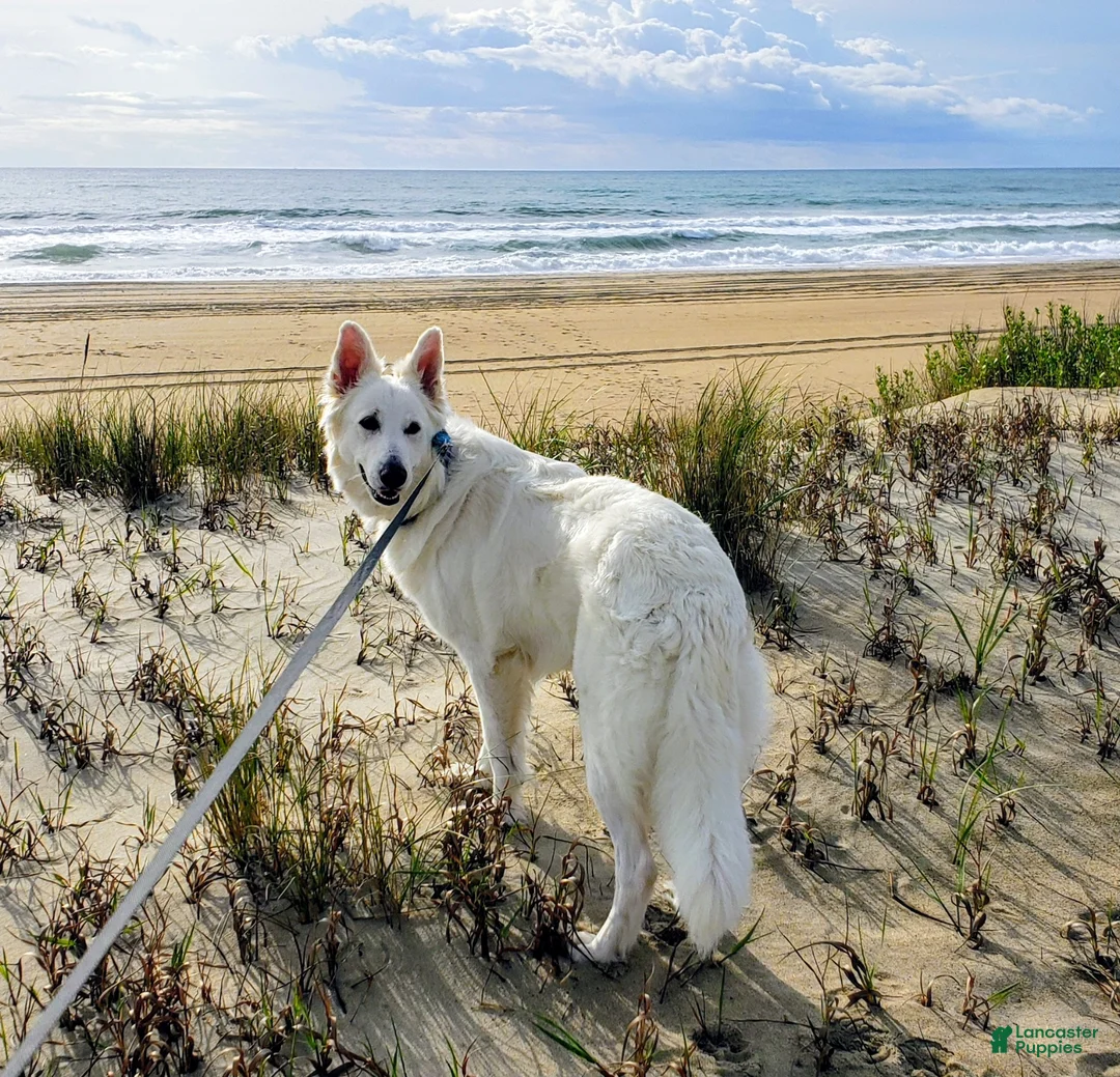 German Shepherd dogs for sale: German Shepherd Puppy 1 - Ad 3