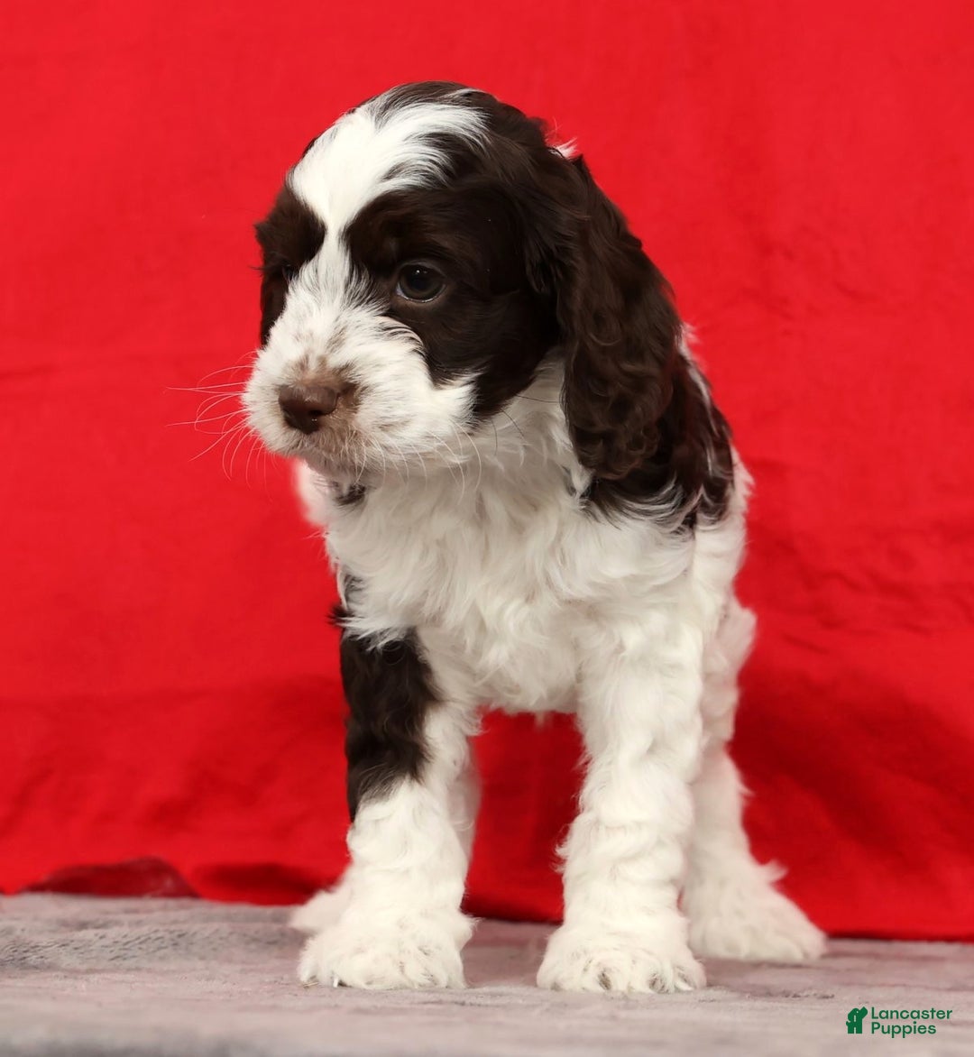 Cavapoo dogs for sale: Seth - Ad 9