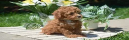 Miniature Poodle dogs for sale: Penny - Ad 2