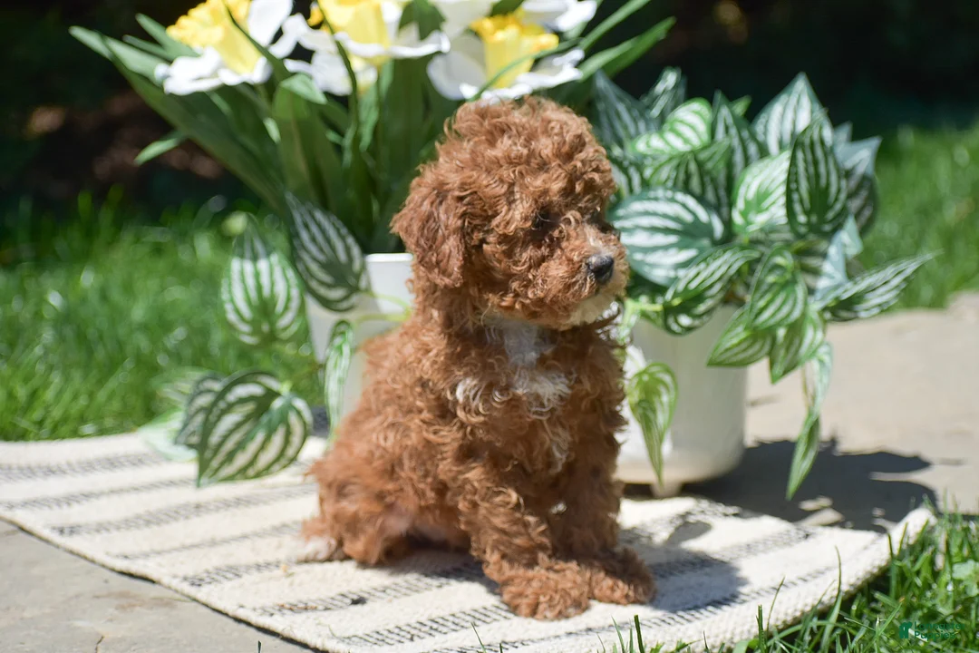 Miniature Poodle dogs for sale: Penny - Ad 2