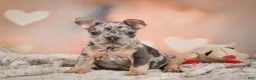 French Bulldog dogs for sale: Abby - Ad 1