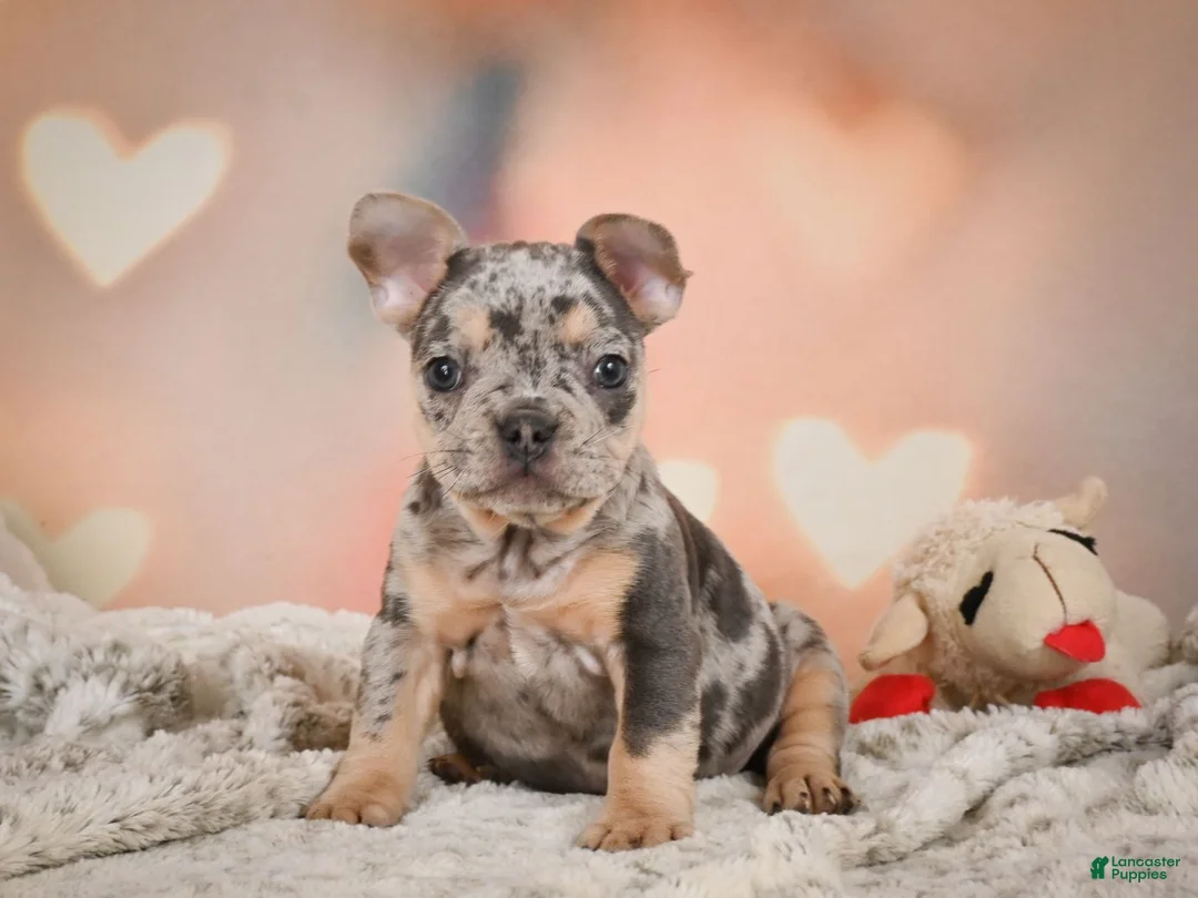French Bulldog dogs for sale: Abby - Ad 1