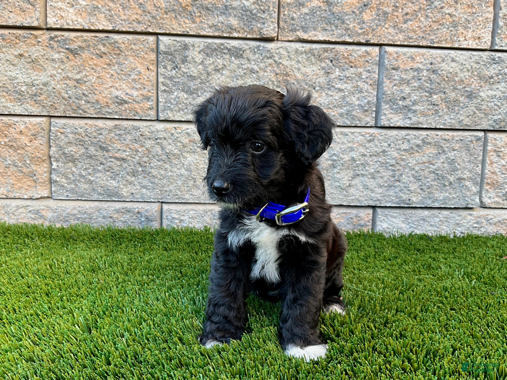 Sheltiedoodle dogs Mindy - Ad 1