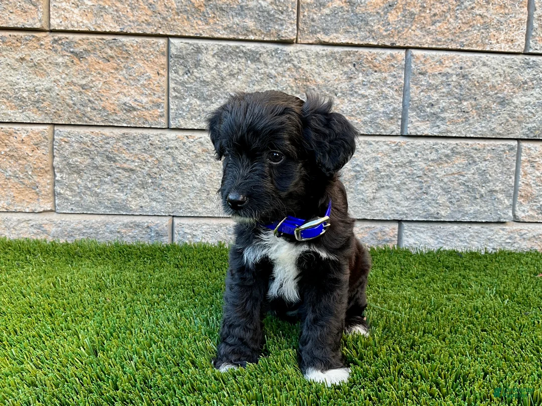 Sheltiedoodle dogs for sale: Mindy - Ad 1