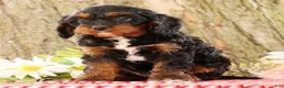 Cavapoo dogs for sale: Jasper - Ad 4