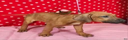 Rhodesian Ridgeback dogs for sale: Zoe - Ad 6