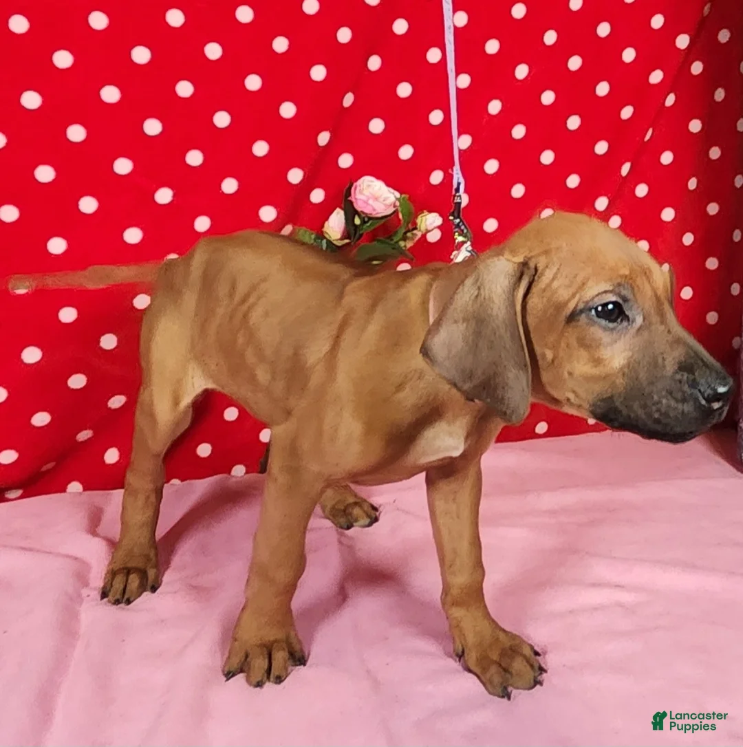 Rhodesian Ridgeback dogs for sale: Zoe - Ad 6