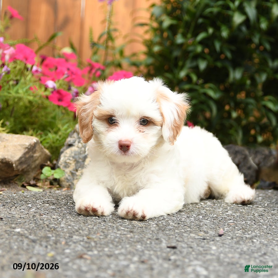 Mixed Breed dogs Atlanta - Ad 2