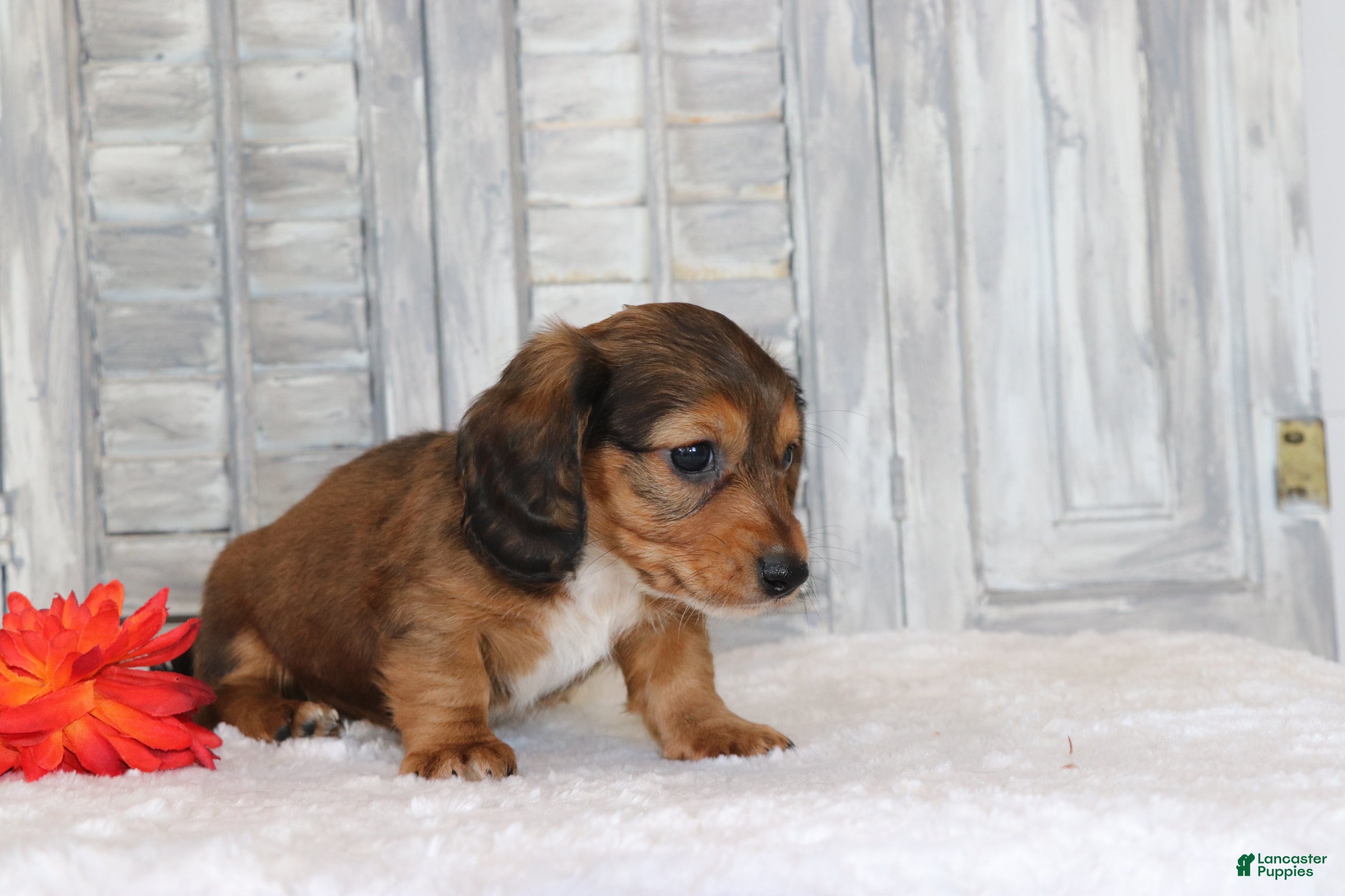 Miniature Dachshund dogs Rocco  - Ad 2