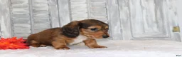 Miniature Dachshund dogs for sale: Rocco  - Ad 2