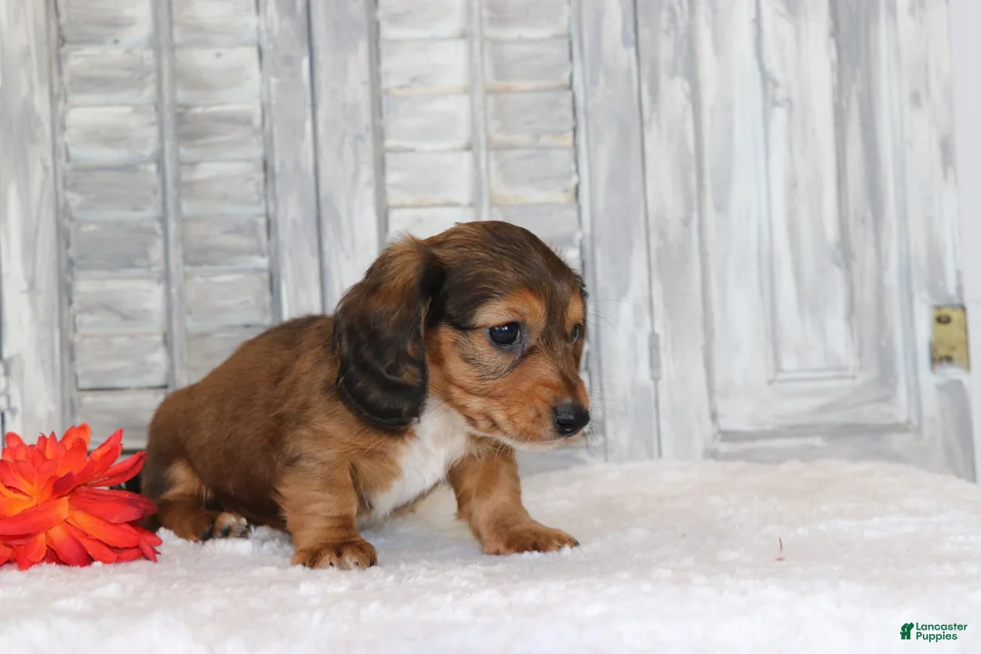 Miniature Dachshund dogs for sale: Rocco  - Ad 2