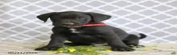Mixed Breed dogs for sale: Richard - Ad 3