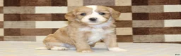 Double Doodle dogs for sale: Jade - Ad 1