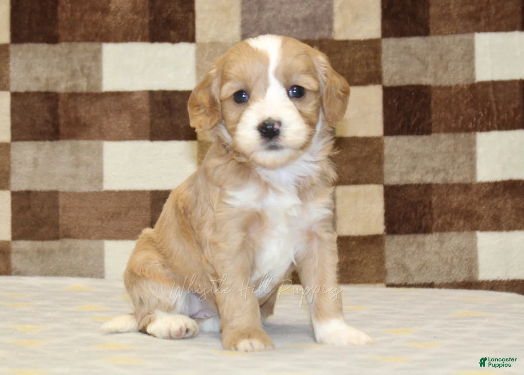 Double Doodle dogs for sale: Jade - Ad 1