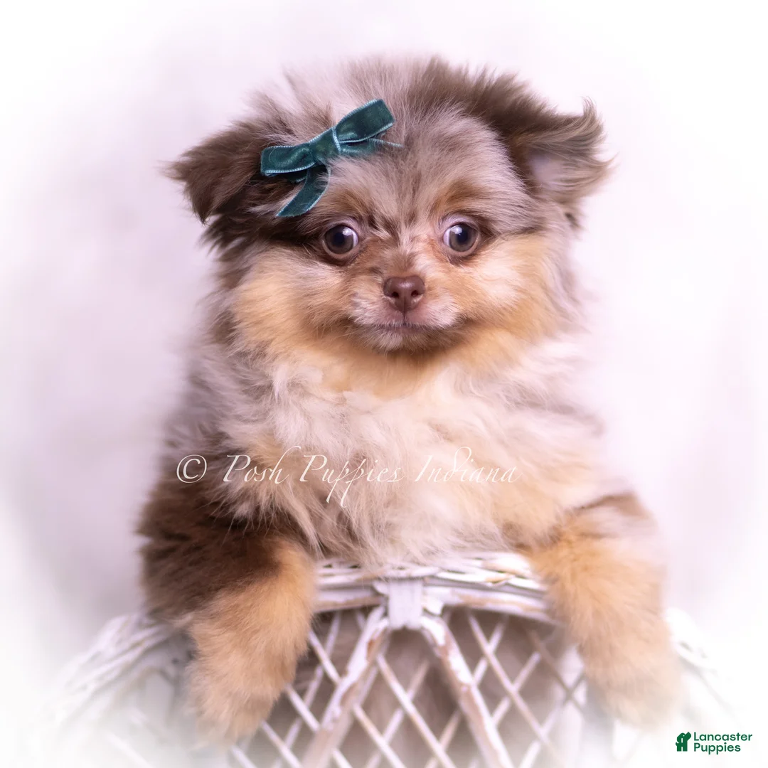 Pomeranian dogs for sale: Truffle  - Ad 7