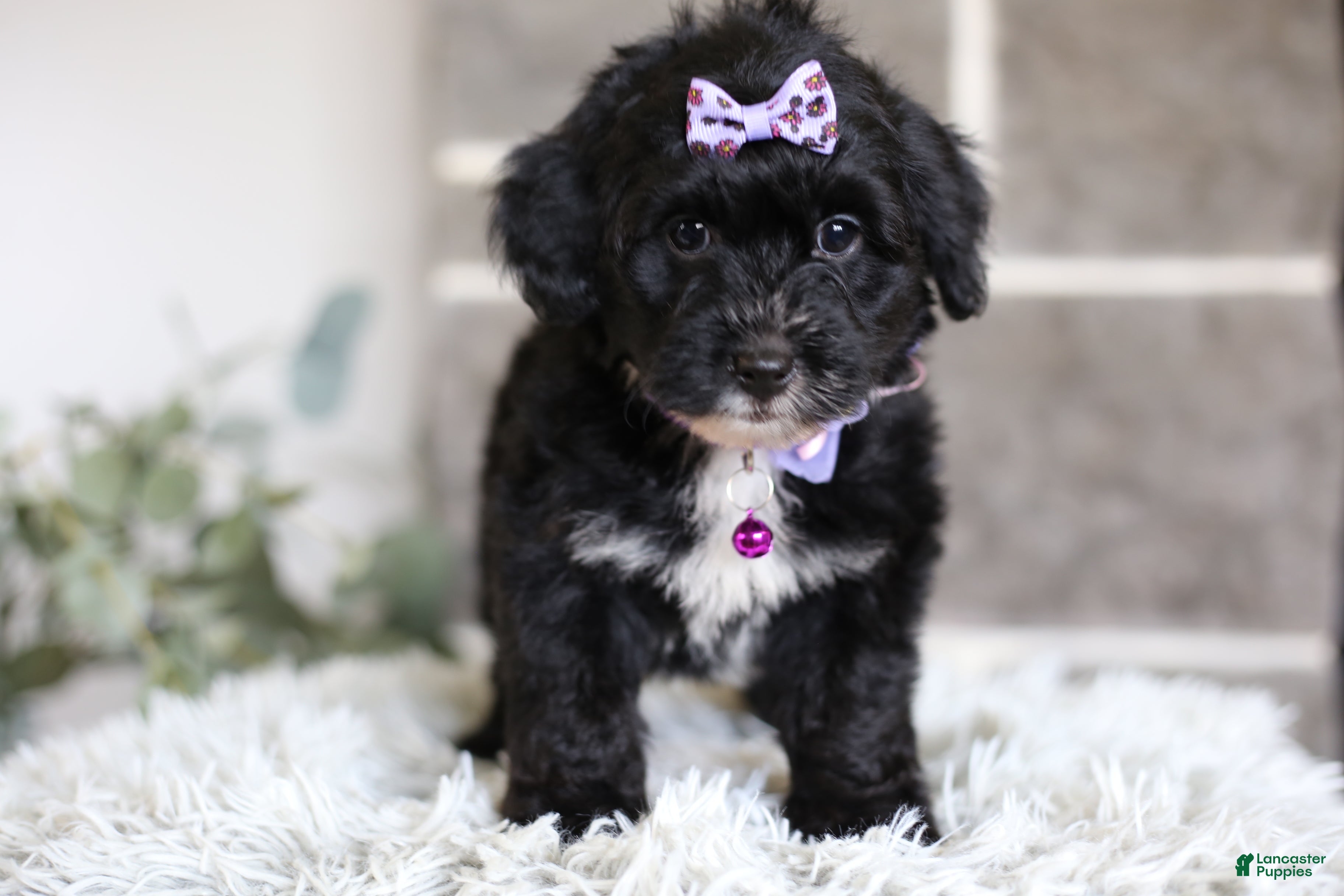 Yorkiepoo dogs Raven - Ad 2