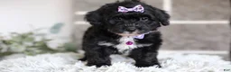 Yorkiepoo dogs for sale: Raven - Ad 2