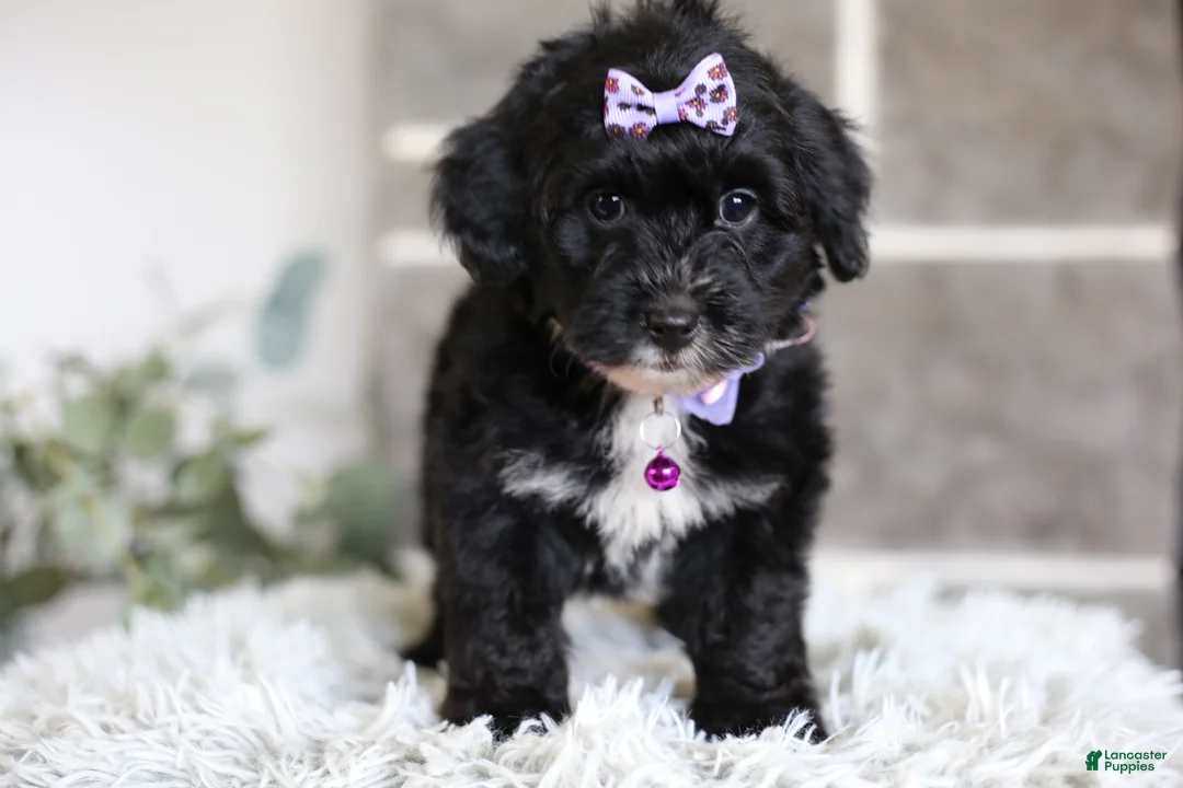 Yorkiepoo dogs for sale: Raven - Ad 2