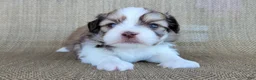 Teddy Bear dogs for sale: Sophia - Ad 5