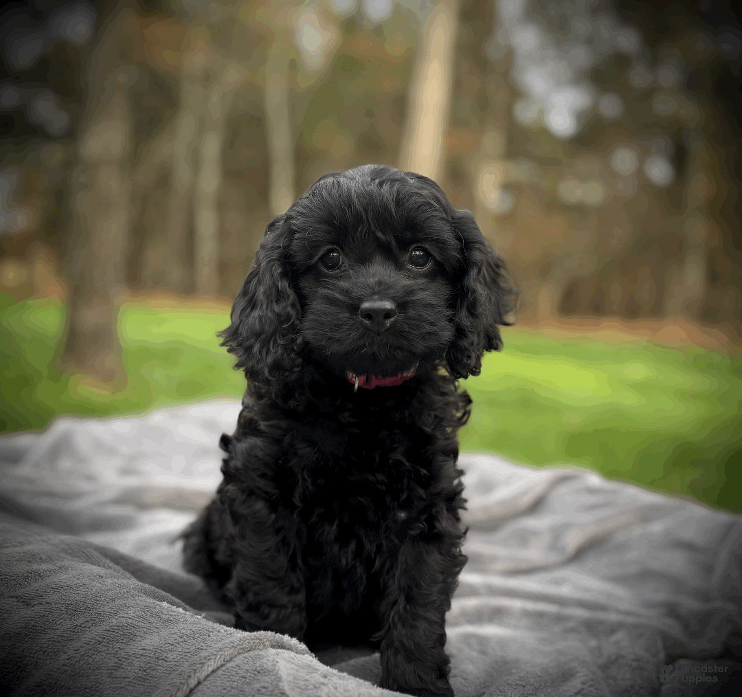 Cockapoo dogs for sale: Cider - Ad 6