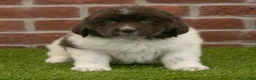 Newfoundland dogs for sale: Bambi - Ad 4
