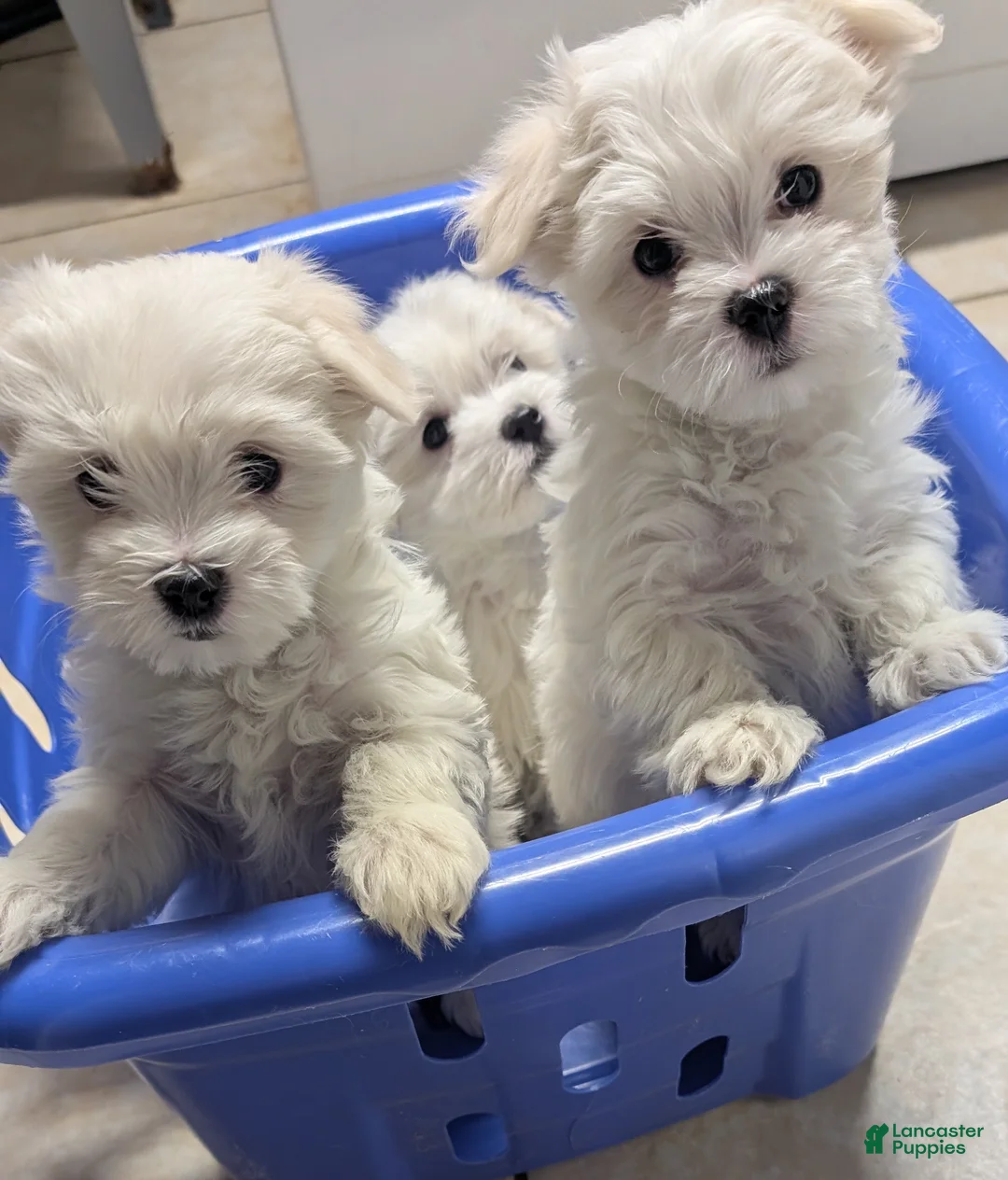 Maltese dogs for sale: Maltese Puppy 2 Alex - Ad 3