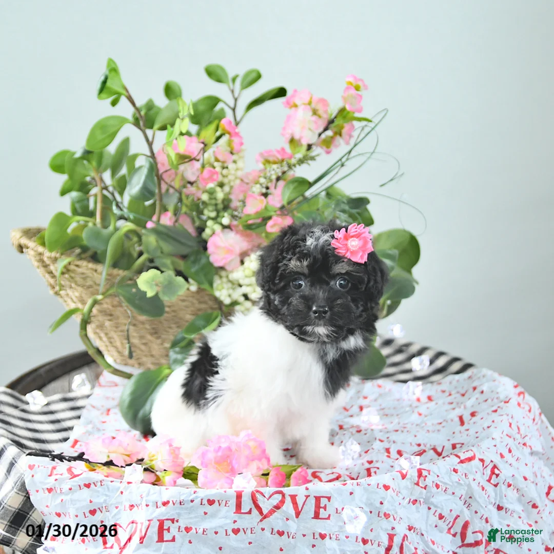 Havapoo dogs for sale: Ember - Ad 5