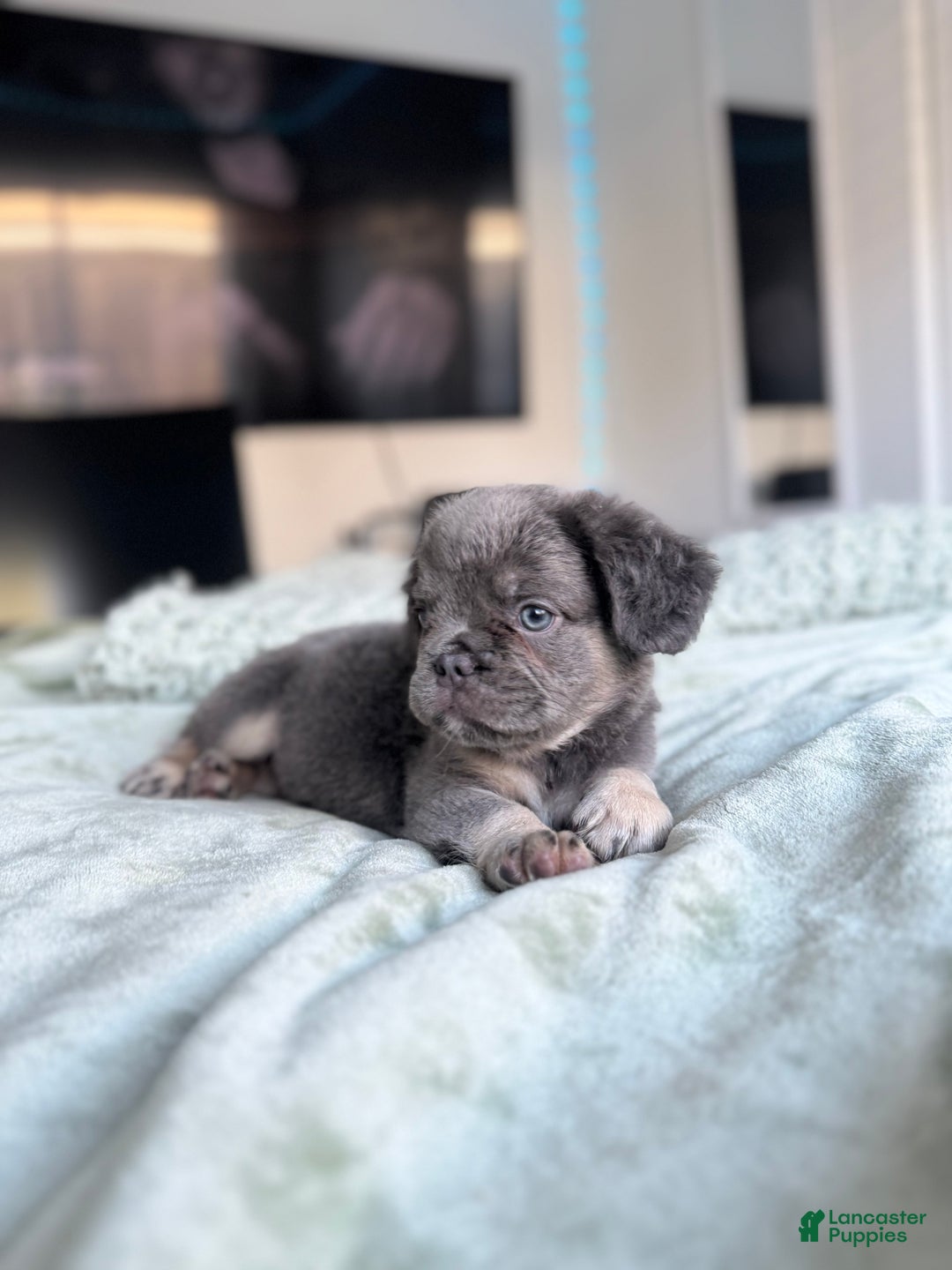 French Bulldog dogs for sale: Lilac tan fluffy french bulldog  - Ad 2