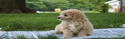 Mini Goldendoodle dogs for sale: Tara - Ad 4