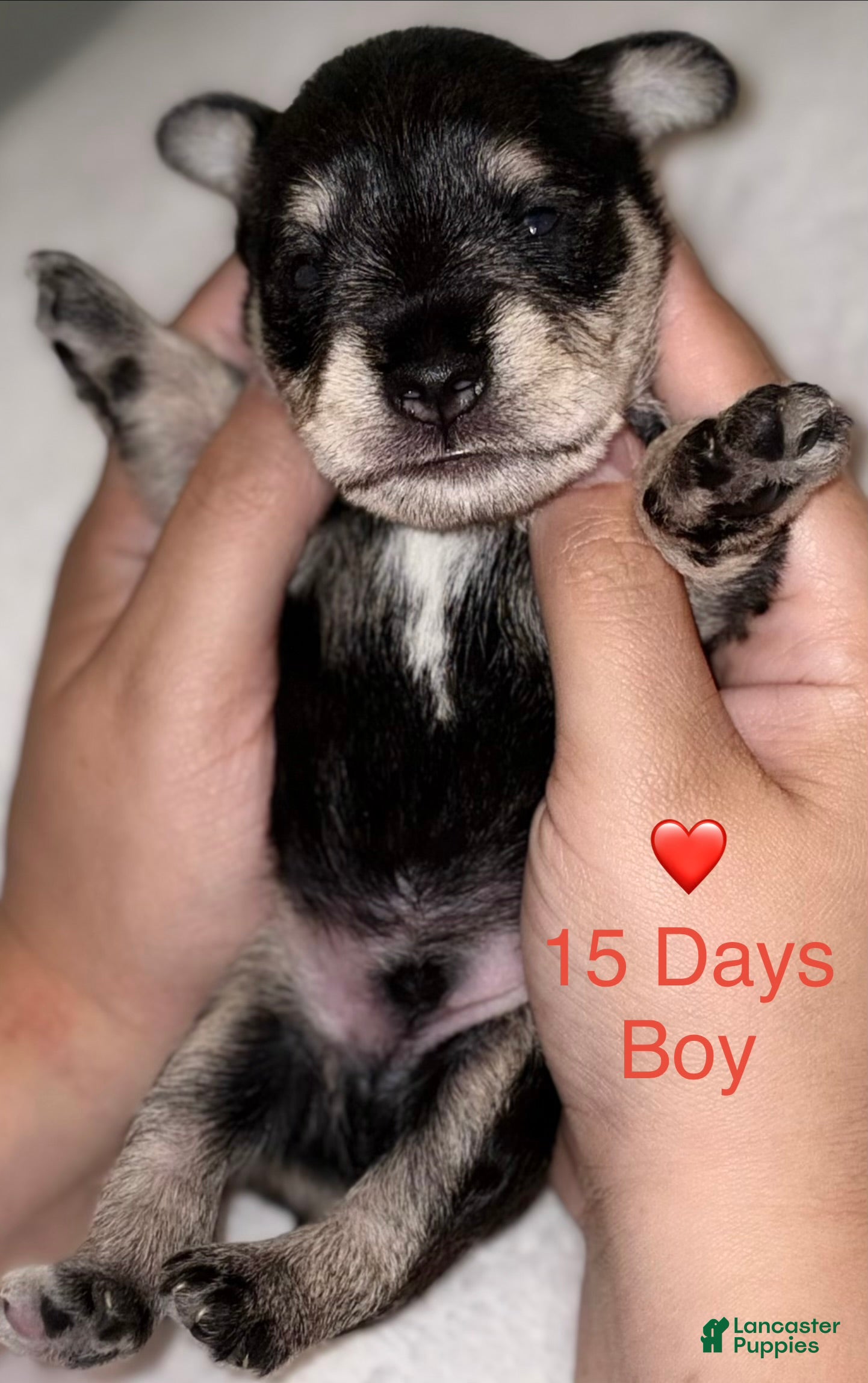 Miniature Schnauzer dogs Miniature Schnauzer 2 - Ad 2