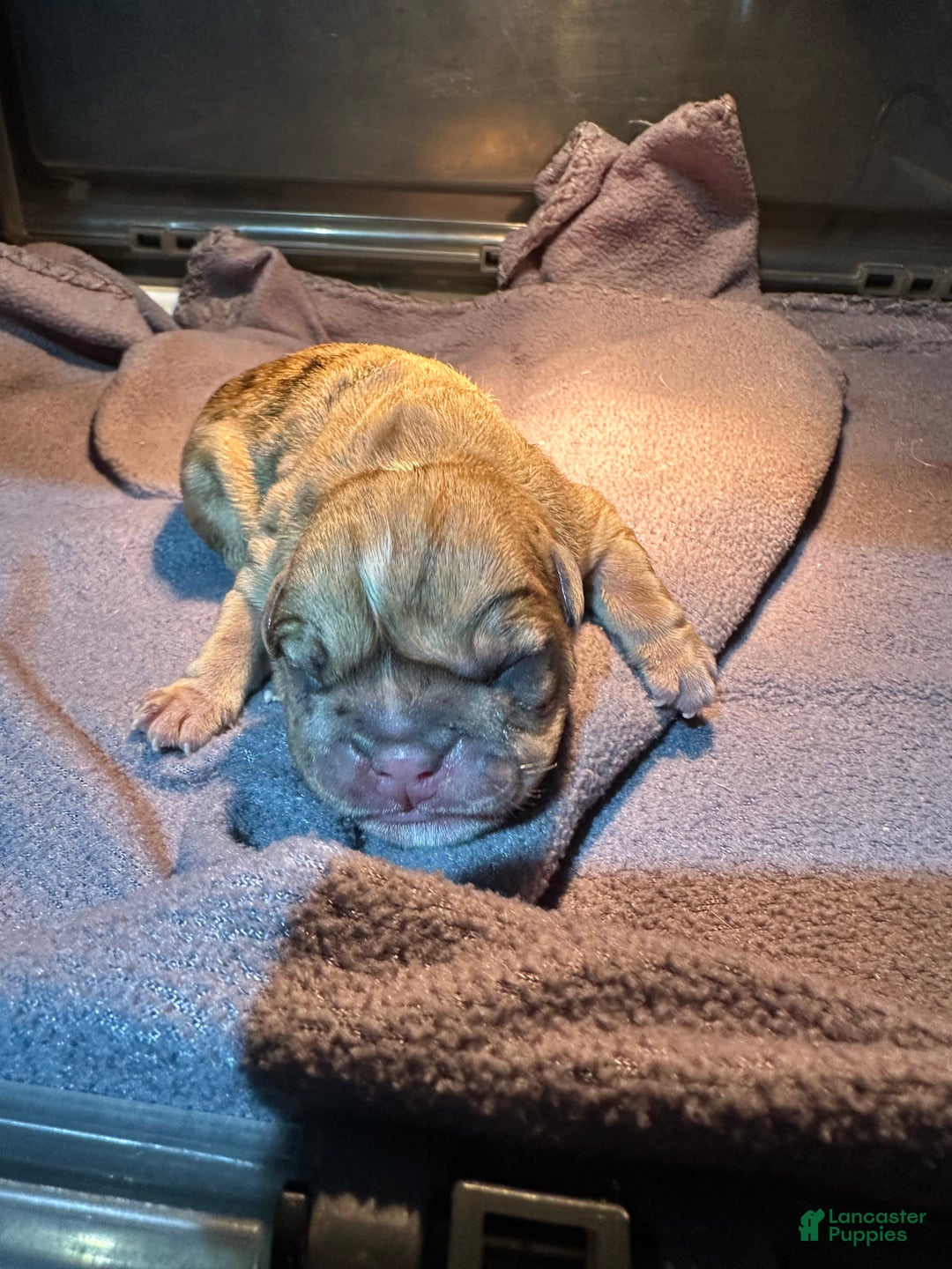 English Bulldog dogs for sale: Blue Fawn Merle Boy  - Ad 3