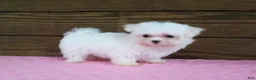 Maltese dogs for sale: Lily - Ad 2