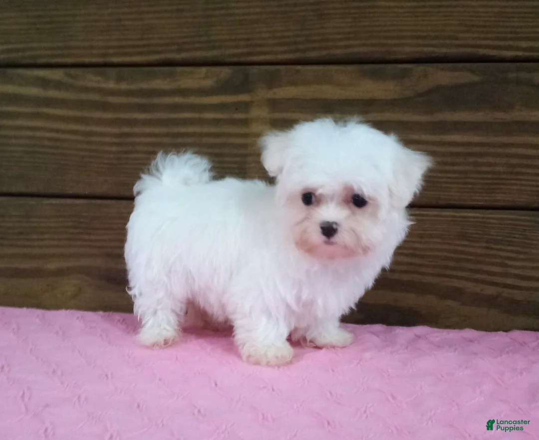 Maltese dogs for sale: Lily - Ad 2