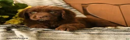 Newfoundland dogs for sale: Muffin - Ad 3