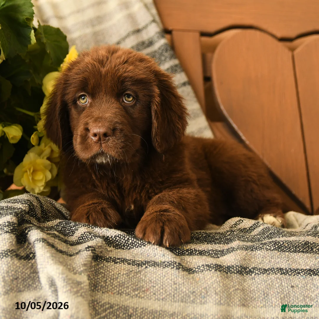 Newfoundland dogs for sale: Muffin - Ad 3