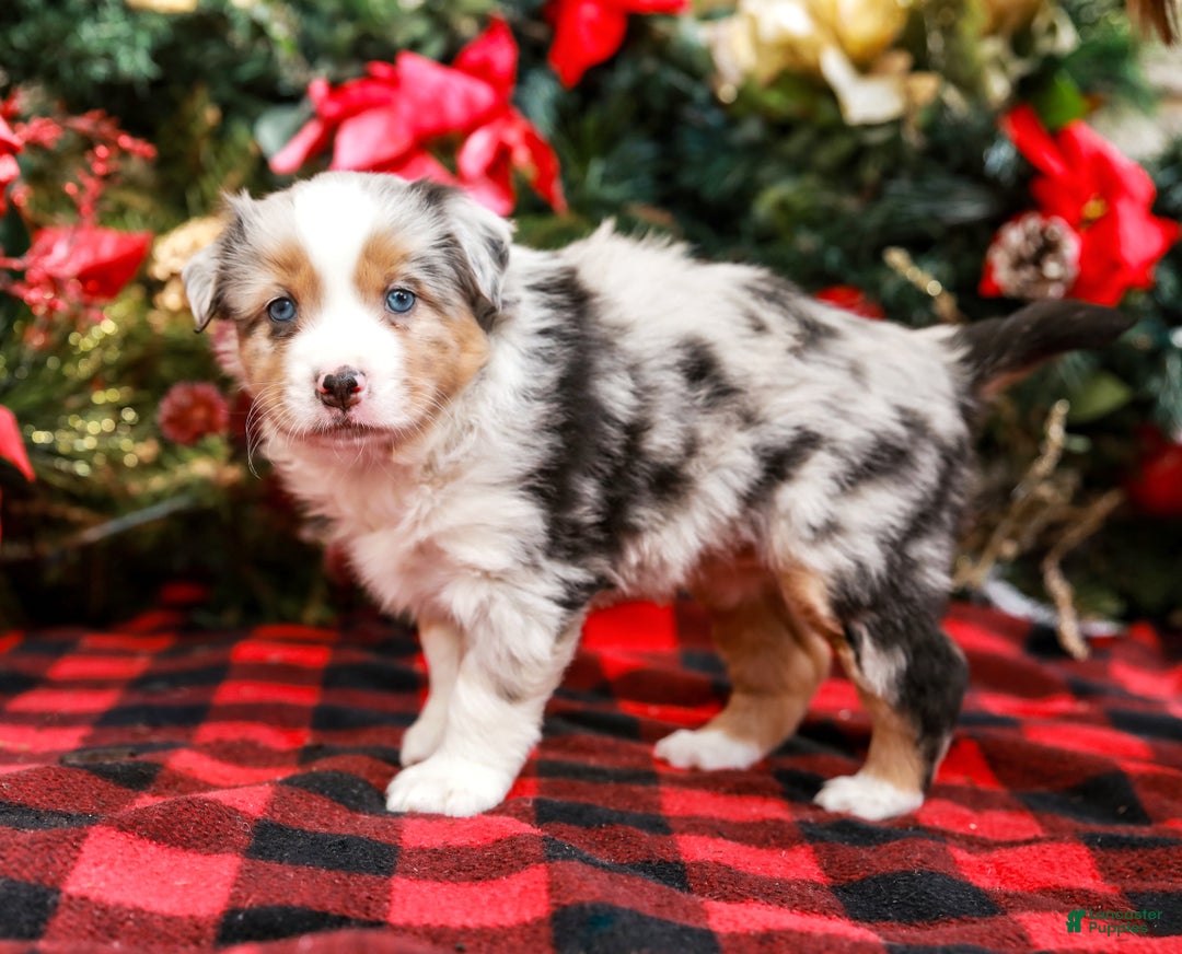 Miniature Australian Shepherd dogs for sale: Bow - Ad 7
