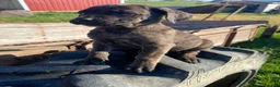 Cane Corso dogs for sale: Callie - Ad 5