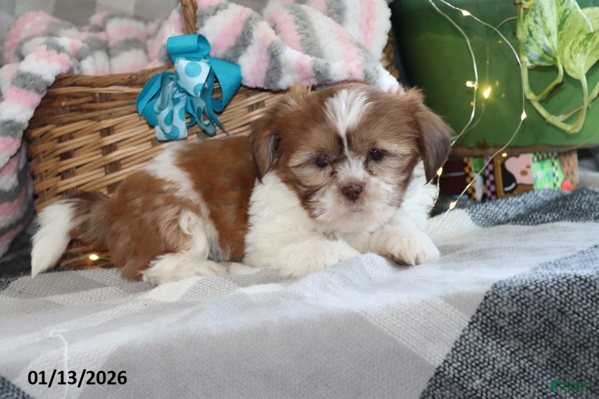 Shih Tzu dogs Sheila - Ad 2