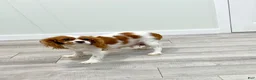 Cavalier King Charles Spaniel dogs for sale: Maya - Ad 7